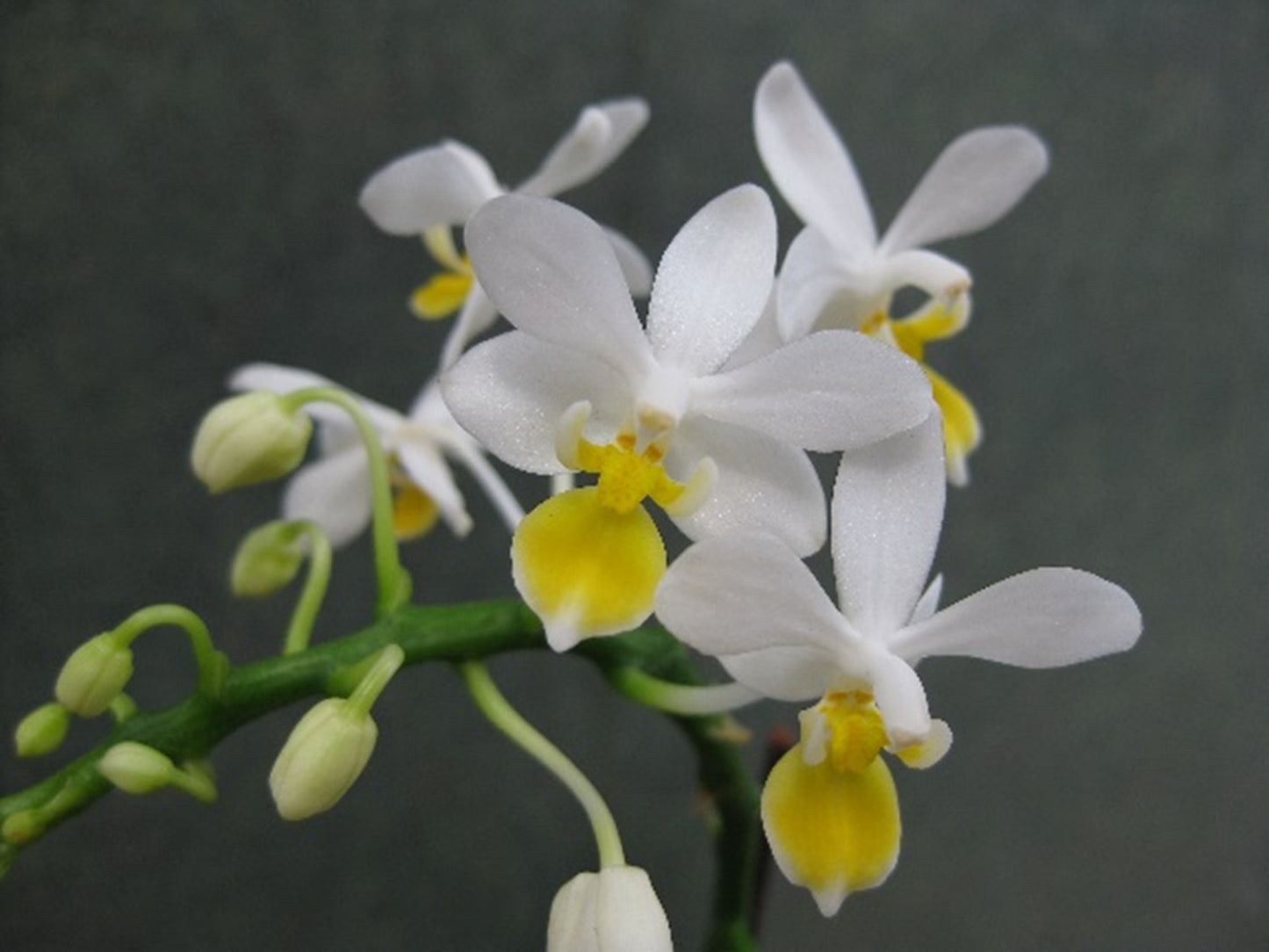 Phalaenopsis equestris var aurea 'Miki'