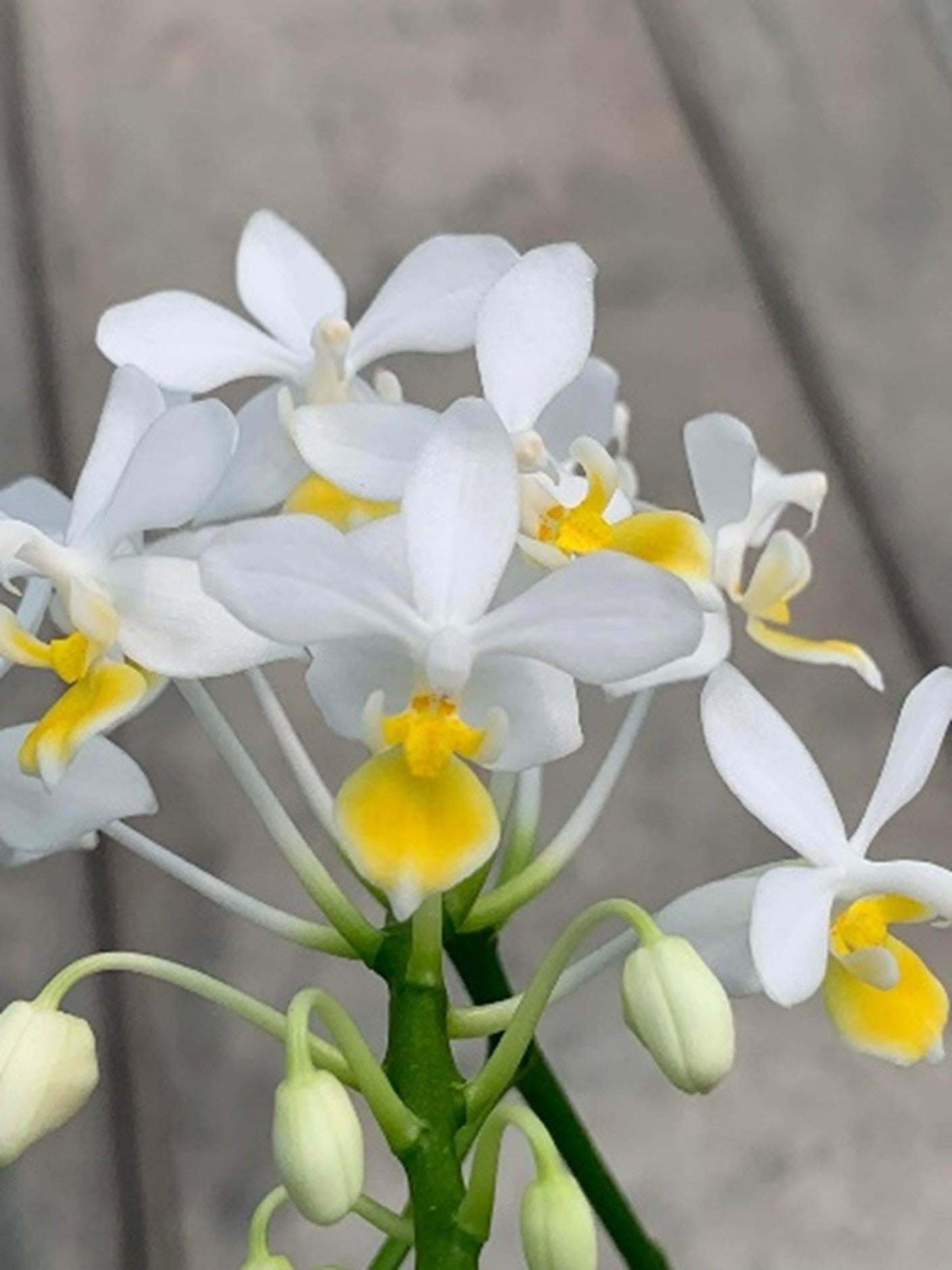 Phalaenopsis equestris var aurea 'Miki'