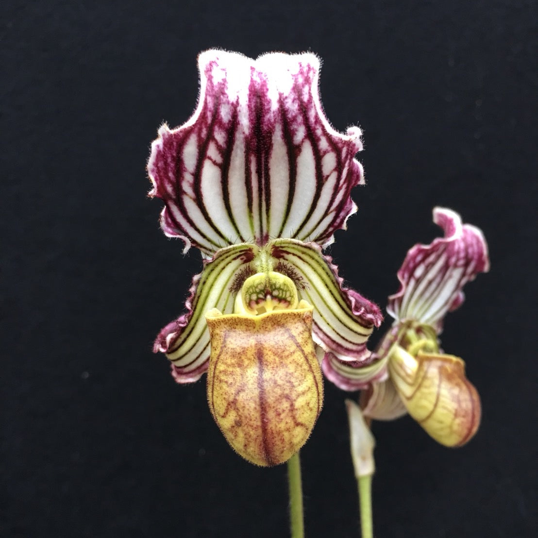 Paphiopedilum fairrieanum x sib - Seed Grown