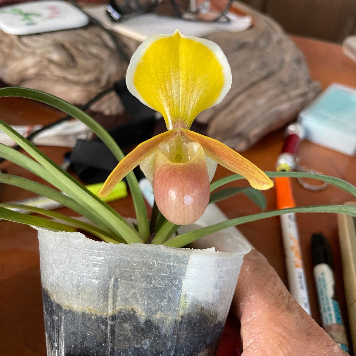 Paphiopedilum helenae x sib - Seed Grown