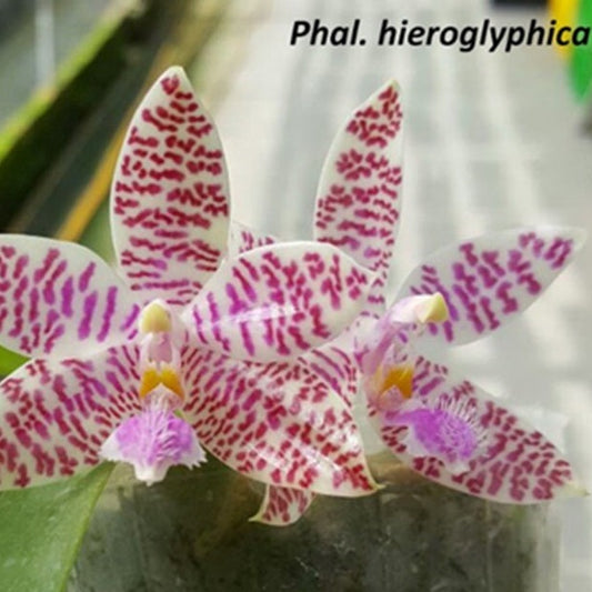 Phalaenopsis hieroglyphica x sib
