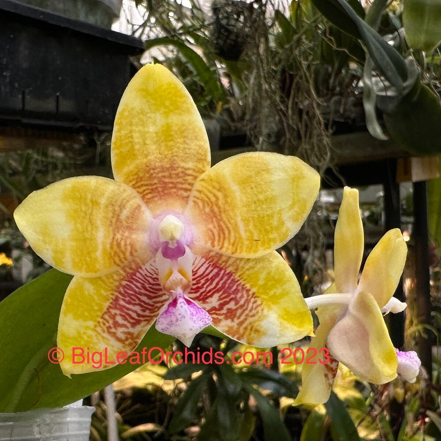 Phalaenopsis Smiley Katherine 'Wilson #3' 231120 Spiking