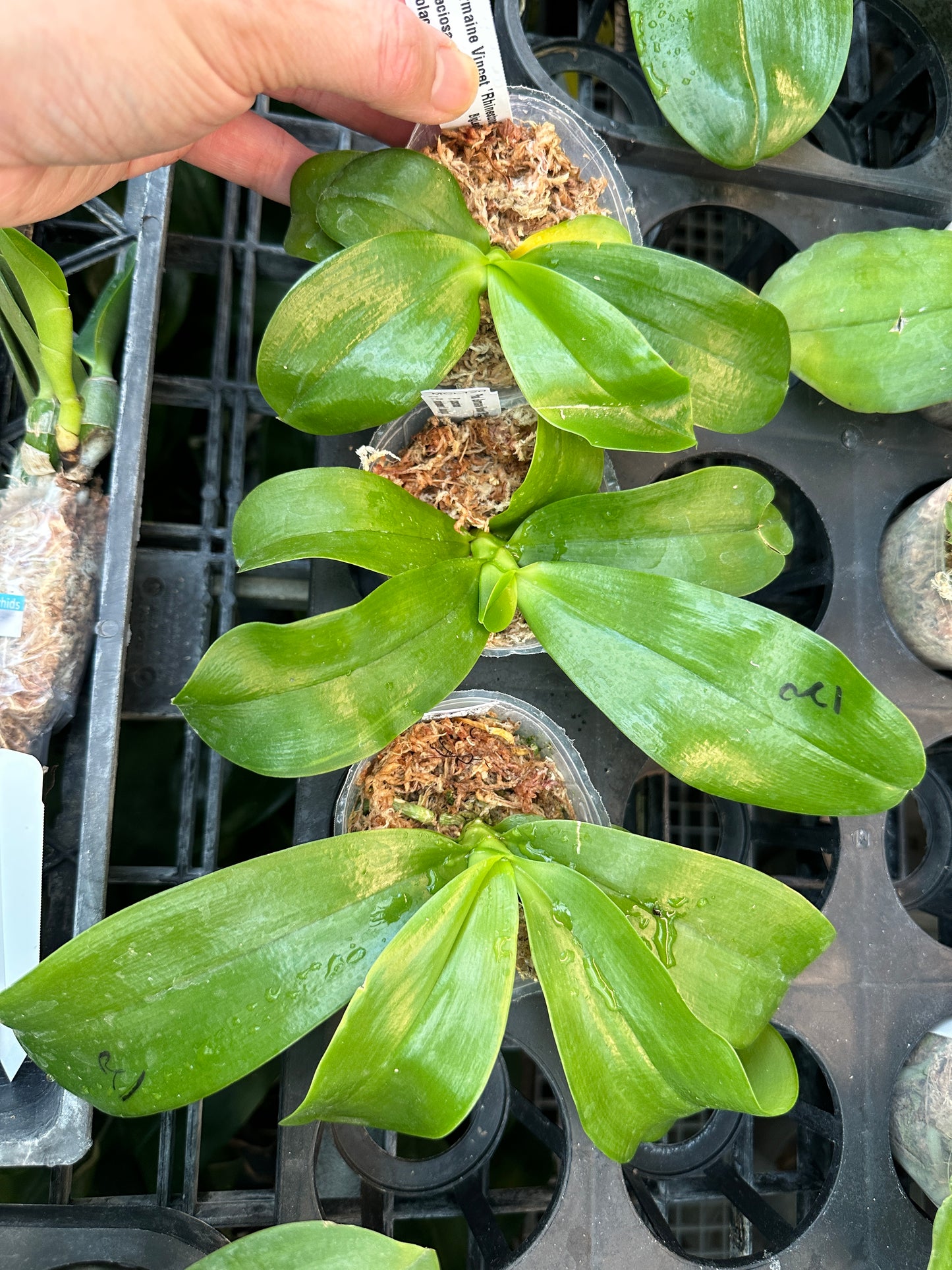 Phalaenopsis Germaine Vincent 'Rhinestones'