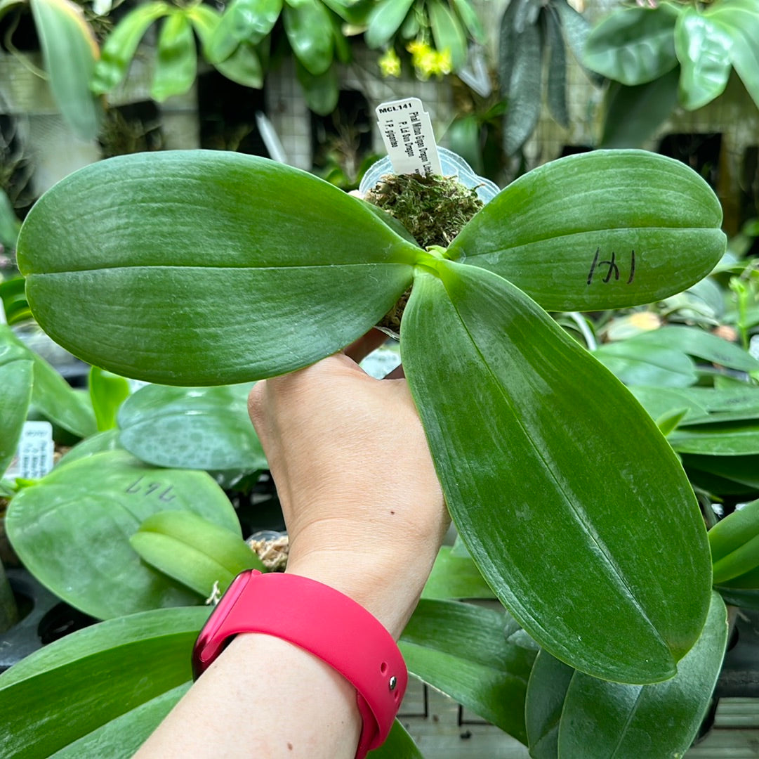 Phalaenopsis Mituo Gigan Dragon 'Litchi'