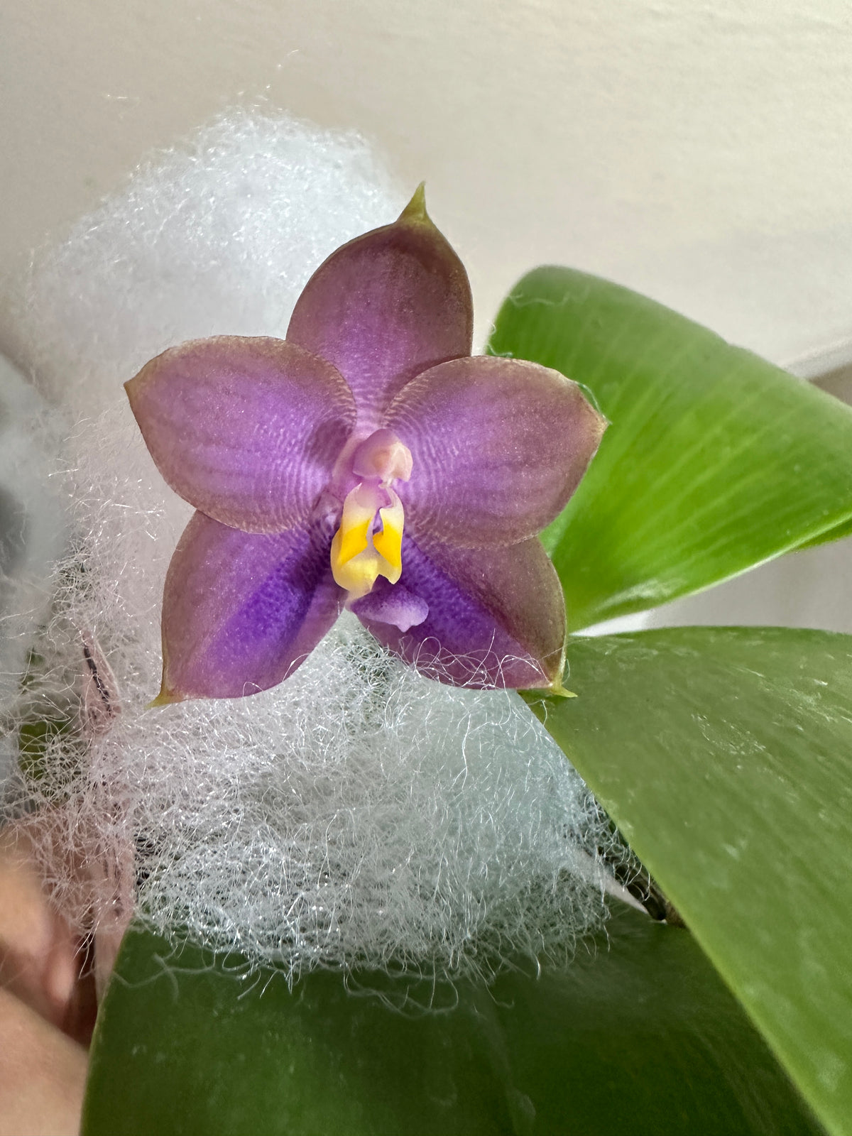 MO686 Phalaenopsis Mituo Blue Bear 'Blue Bear'