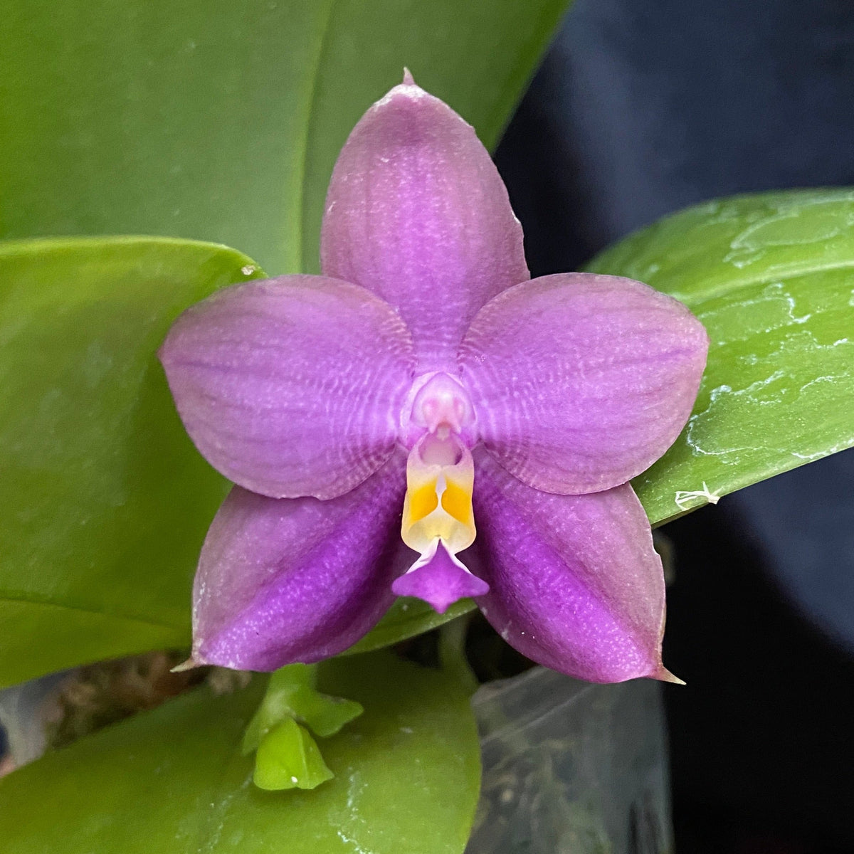 MO686 Phalaenopsis Mituo Blue Bear 'Blue Bear'