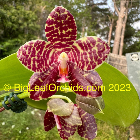 Phalaenopsis Mituo Gigan Fantasy - Seedling