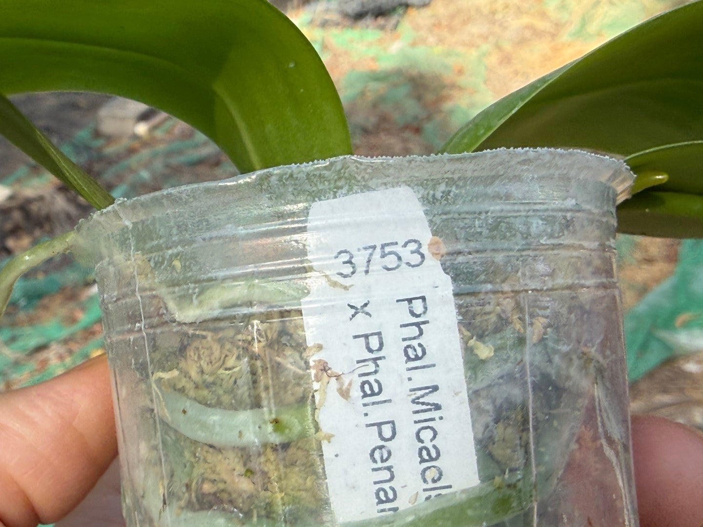 KM3753 Phalaenopsis (Micaels Buddha x Penang Jewel) - Seed Grown 260816 Flowering
