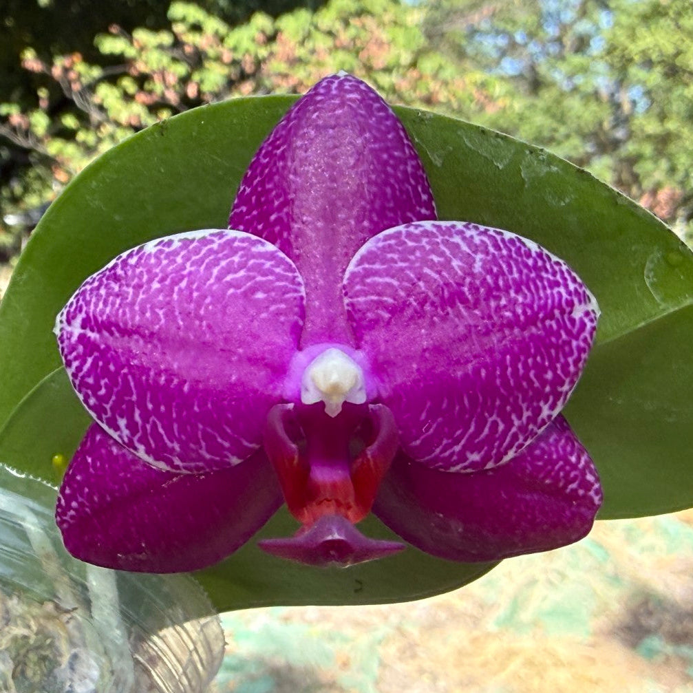 A close-up of a blooming purple Phalaenopsis orchid with white speckles on its petals, attached to a green leaf, photographed outdoors with a blurred garden background.