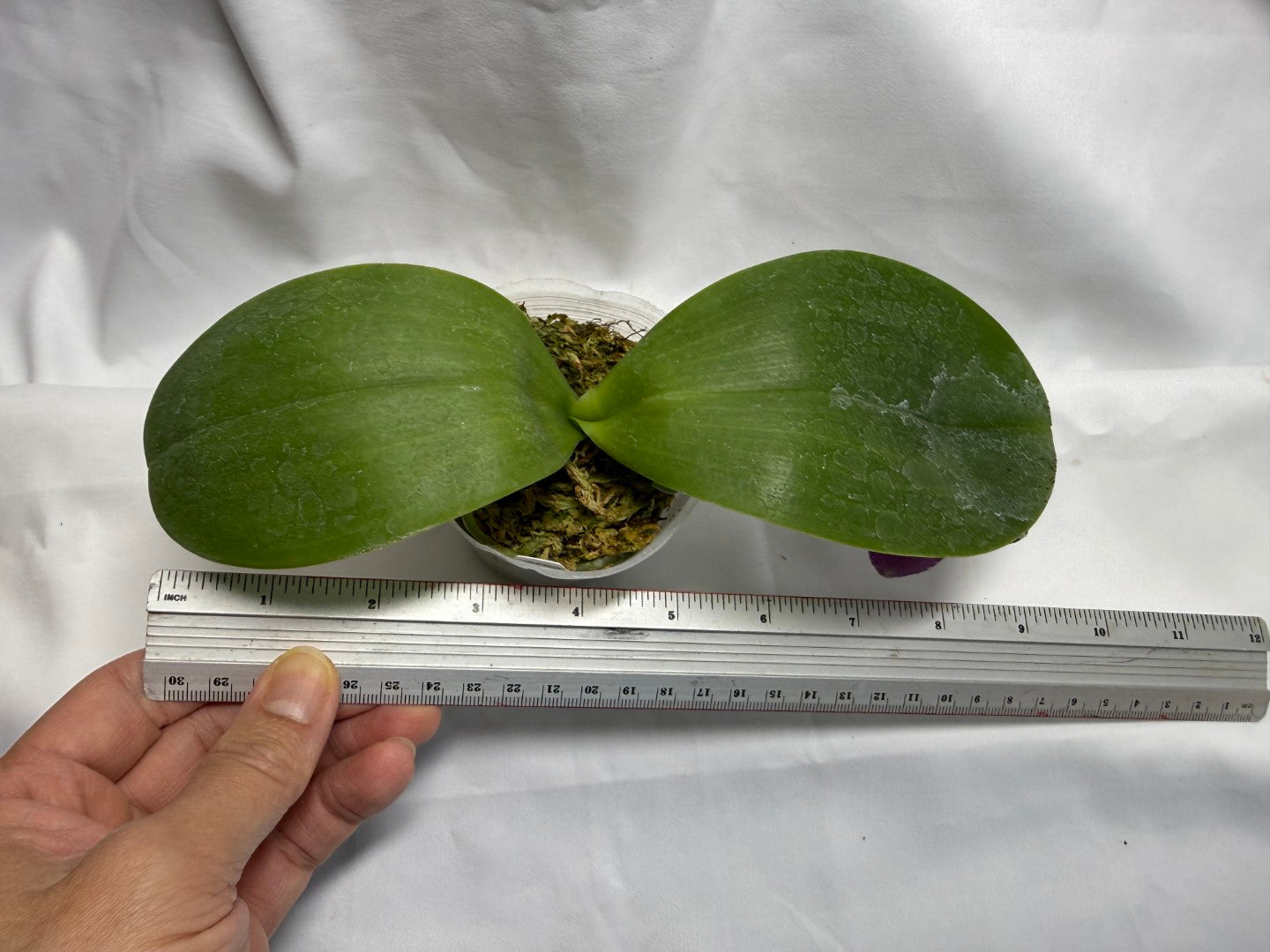 KM3753 Phalaenopsis (Micaels Buddha x Penang Jewel) - Seed Grown 260816 Flowering