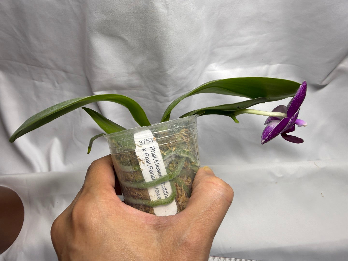 KM3753 Phalaenopsis (Micaels Buddha x Penang Jewel) - Seed Grown 260816 Flowering