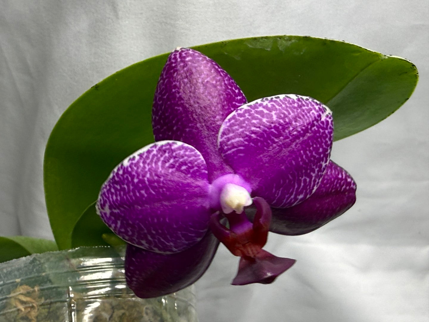 KM3753 Phalaenopsis (Micaels Buddha x Penang Jewel) - Seed Grown 260816 Flowering
