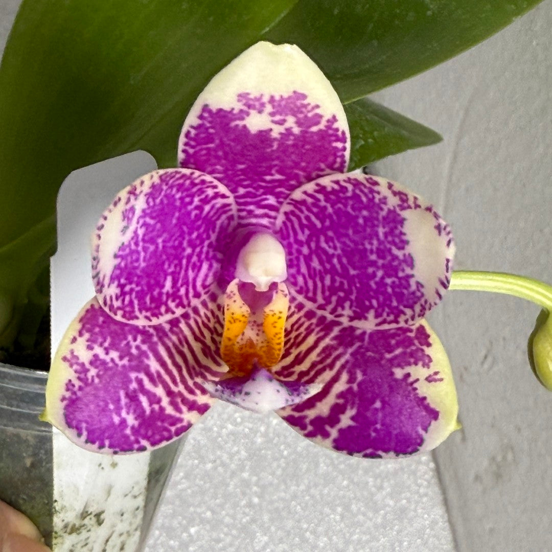 Products – Page 6 – Big Leaf Orchids