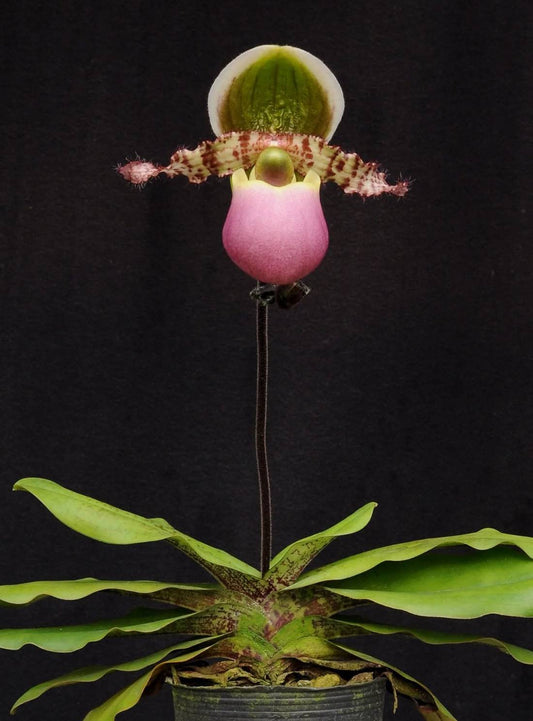 Paphiopedilum liemianum x sib - Seed Grown