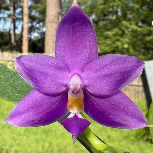 Phalaenopsis SWR Baby Gem 'M648' 250620 Flowering