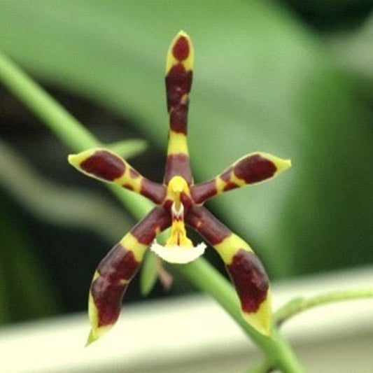 Phalaenopsis mannii x sib (Dark)