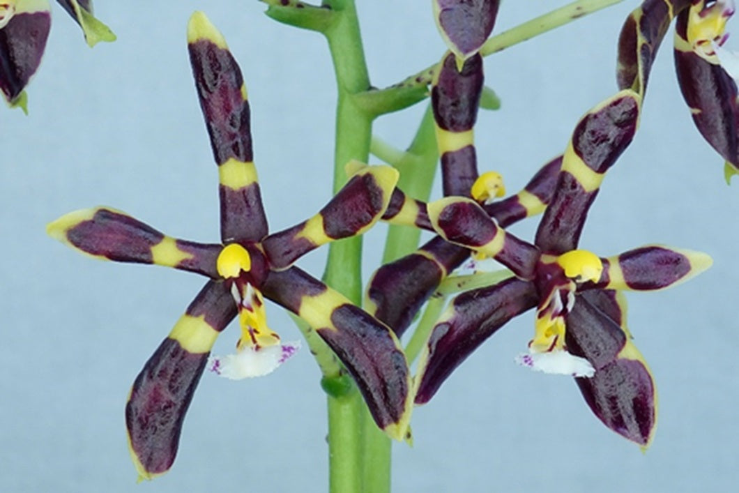 Phalaenopsis mannii var black x sib - Seed Grown