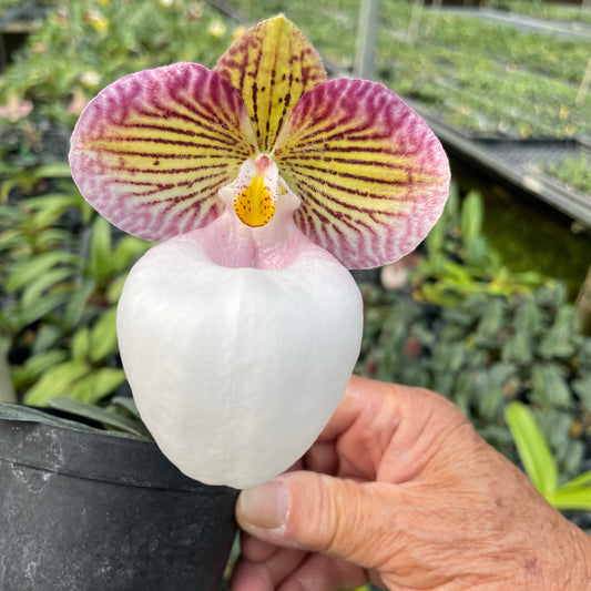 Paphiopedilum micranthum var eburneum x sib - seed grown