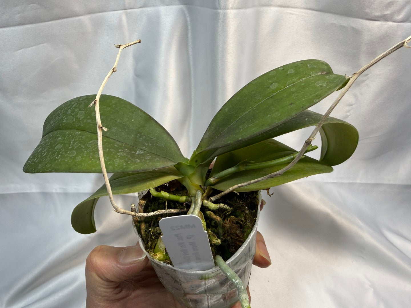 Phalaenopsis Mini Mark 251207 Spiking - 2 spikes