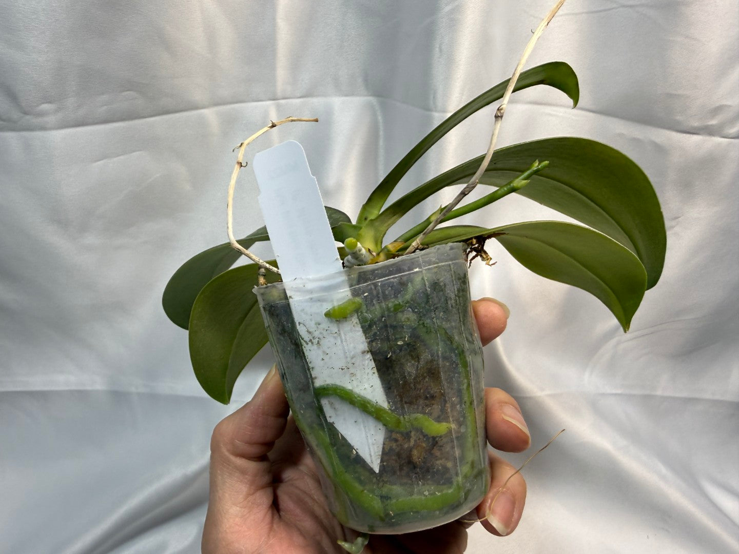 Phalaenopsis Mini Mark 251207 Spiking - 2 spikes