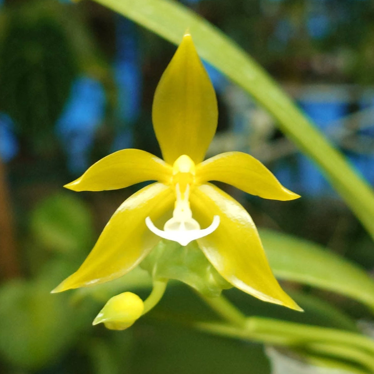 YL-56 Phalaenopsis pantherina var alba 'YL'