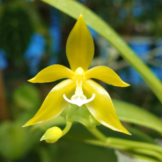 YL-56 Phalaenopsis pantherina var alba 'YL'