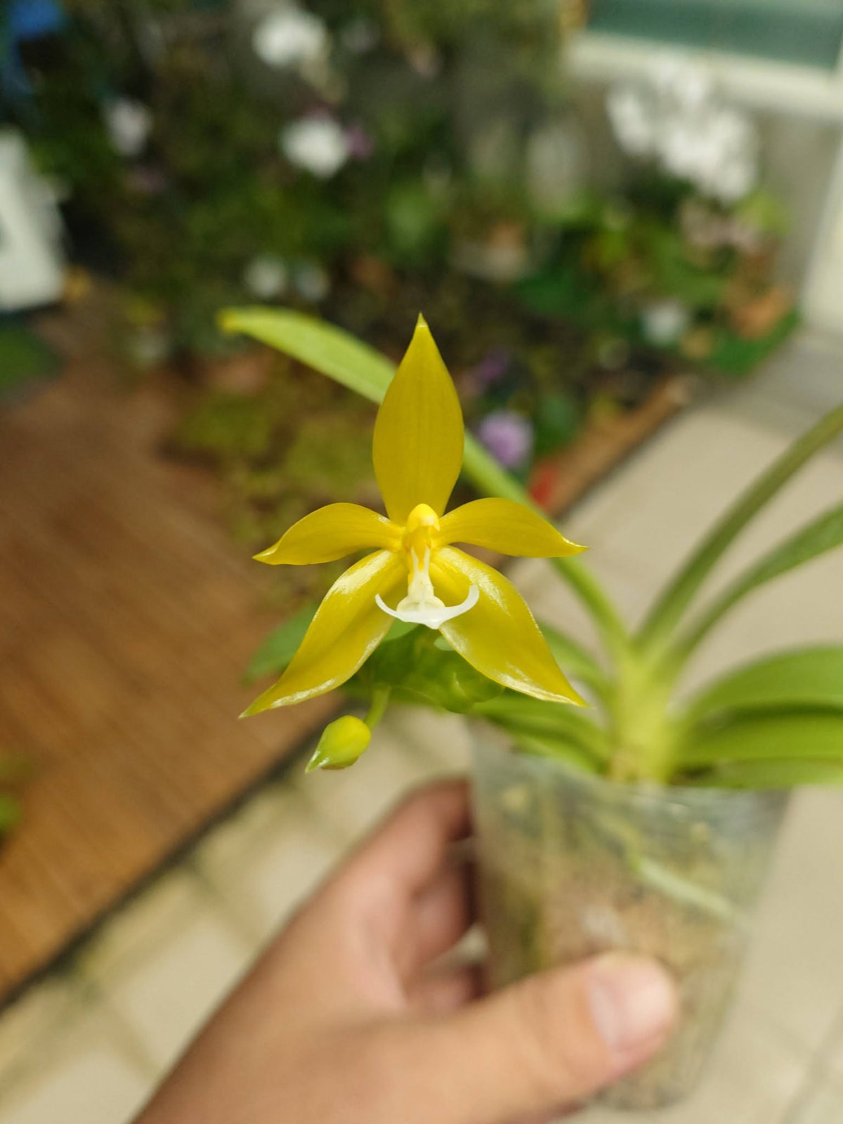 YL-56 Phalaenopsis pantherina var alba 'YL'