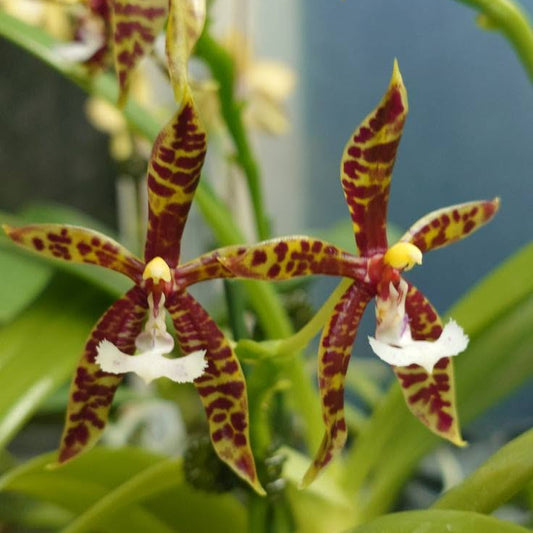Close-up of a spotted orchid flower with maroon and yellow-brown petals, white lip, and green leaves in the background.