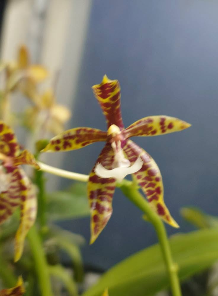 BD2254 Phalaenopsis pantherina 'Chiba' SM x sib