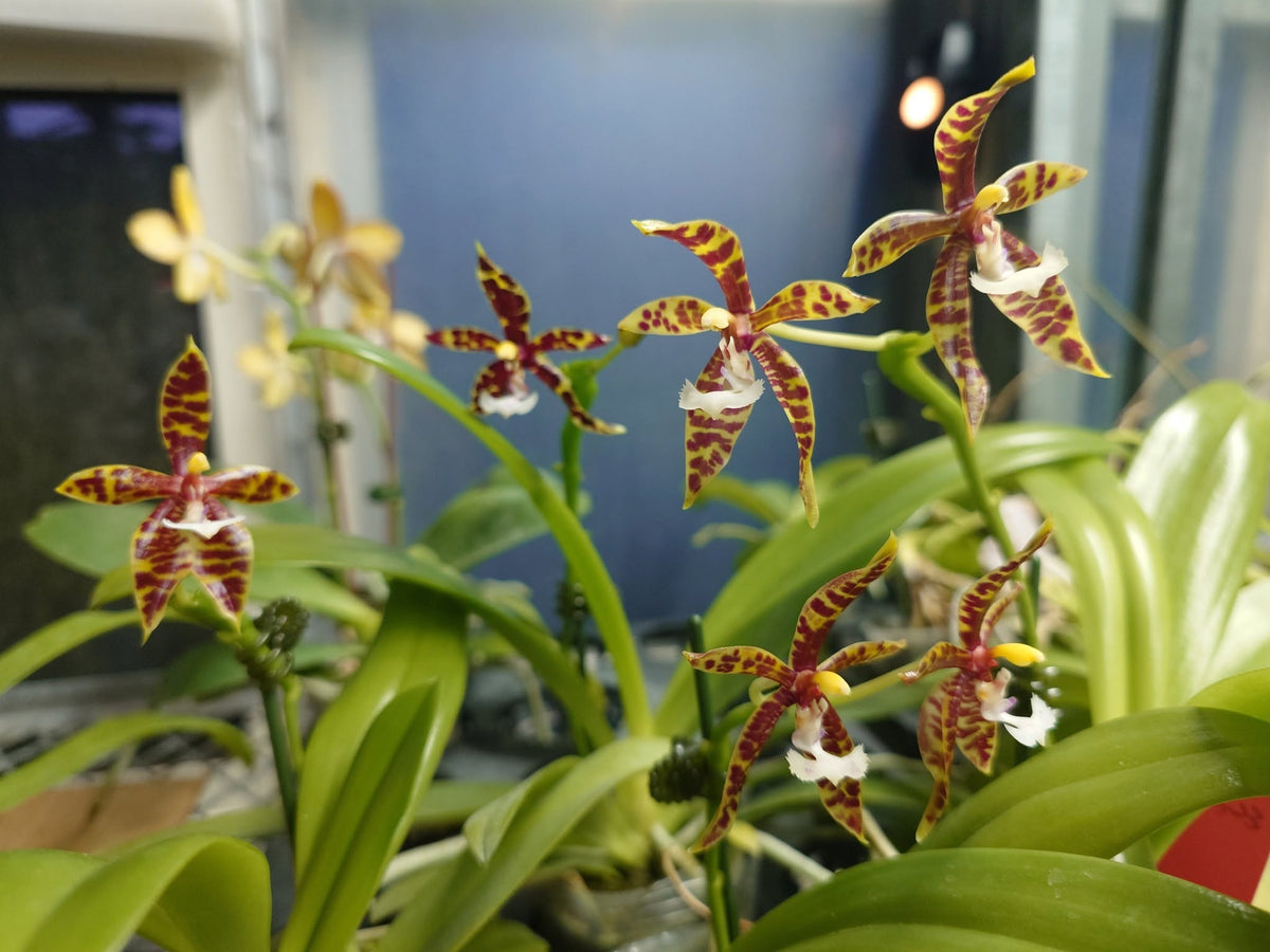 BD2254 Phalaenopsis pantherina 'Chiba' SM x sib
