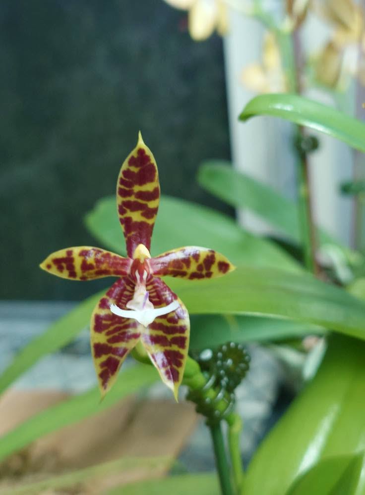 BD2254 Phalaenopsis pantherina 'Chiba' SM x sib