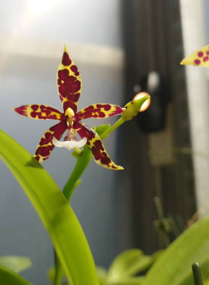 BD2254 Phalaenopsis pantherina 'Chiba' SM x sib