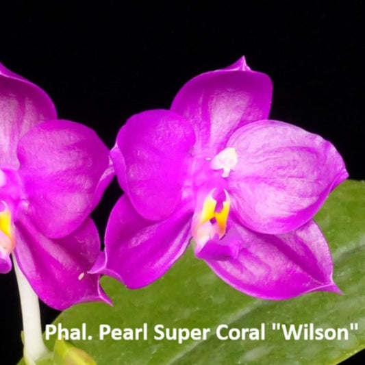 Phalaenopsis Pearl Super Coral 'Wilson'