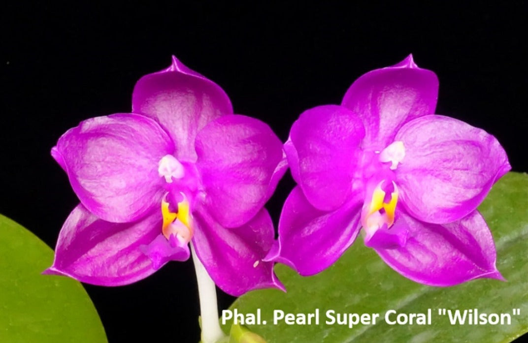 Phalaenopsis Pearl Super Coral 'Wilson'