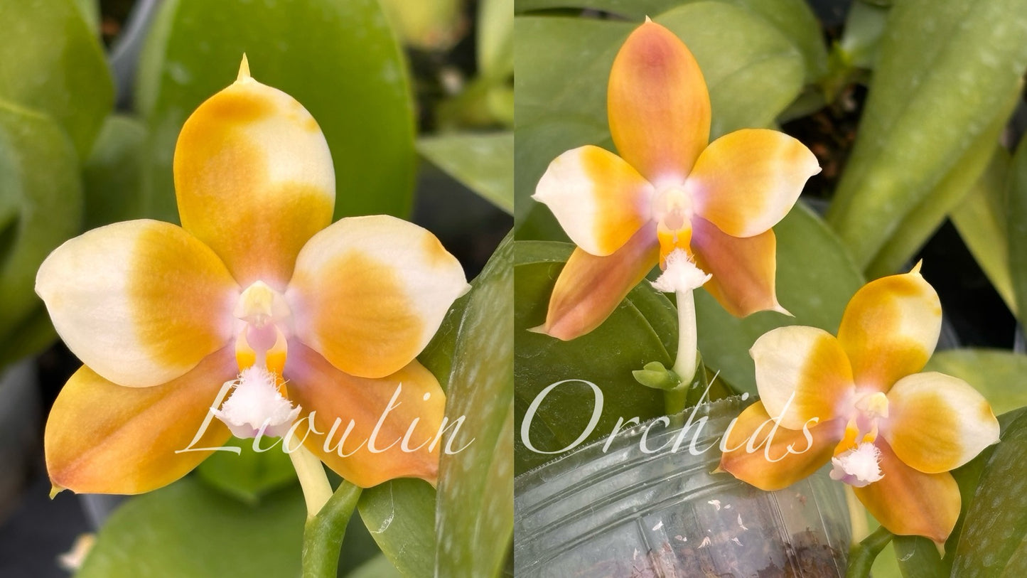 Phalaenopsis Lioulin L Tit - Clone