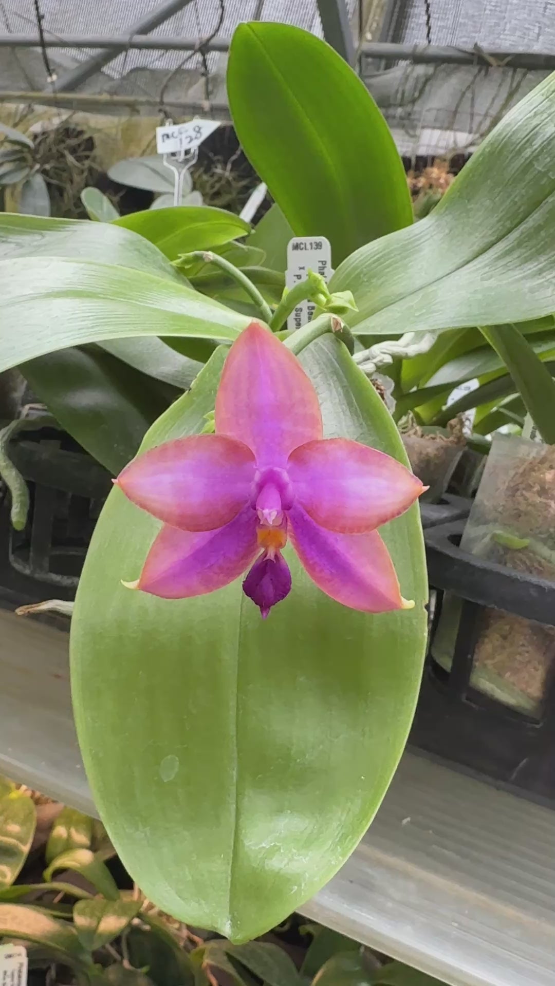 Phalaenopsis Mituo GH King Star 'UV Rays' – Big Leaf Orchids