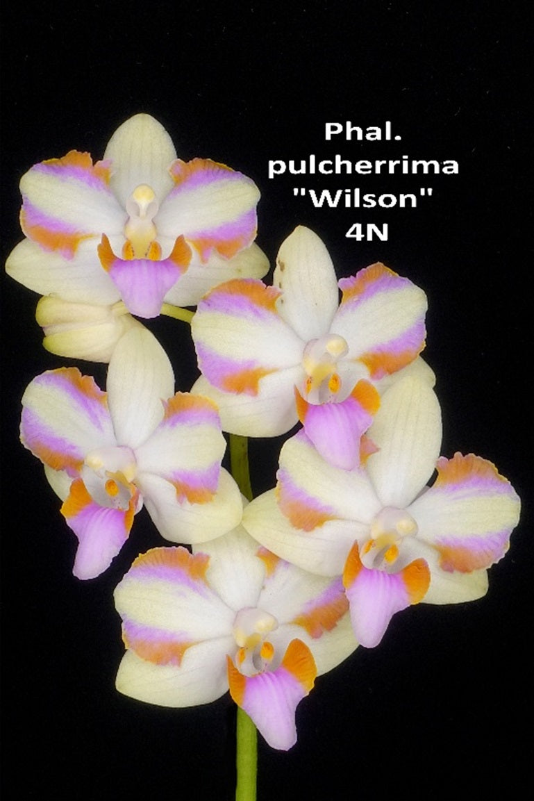 Phalaenopsis pulcherrima 'Wilson' 4n – Big Leaf Orchids