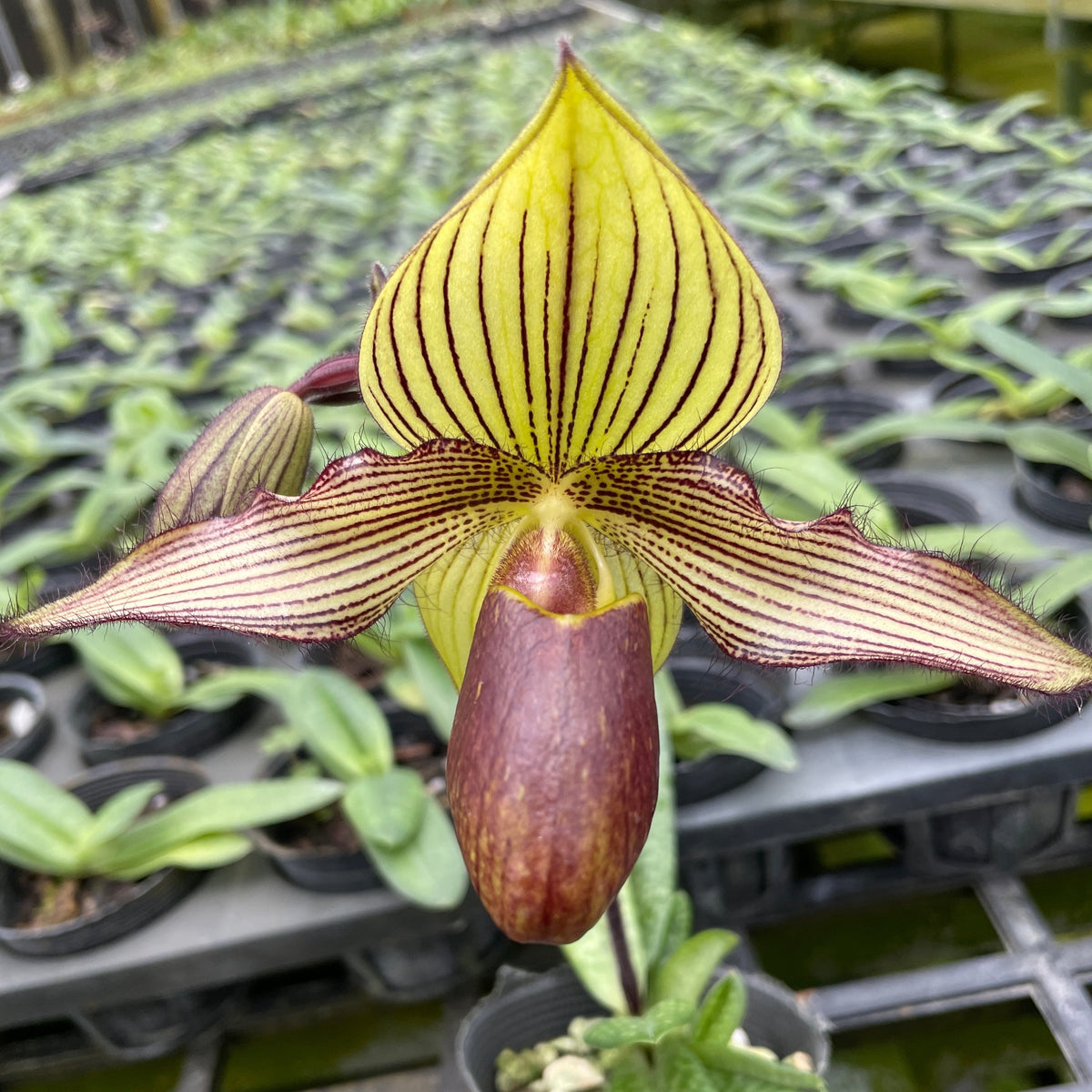 Paphiopedilum Petite Rungchild- Seed Grown