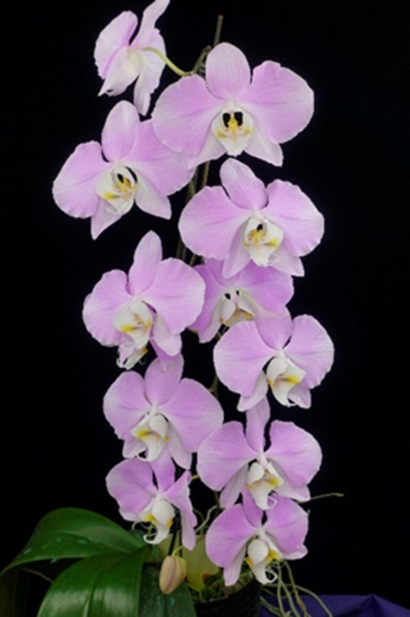 Phalaenopsis sanderiana 'Wilson #304'