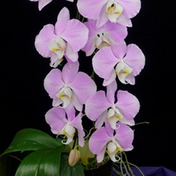 Phalaenopsis Sanderiana 'Wilson' – Big Leaf Orchids