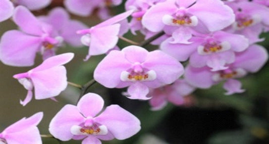 Phalaenopsis schilleriana x sib