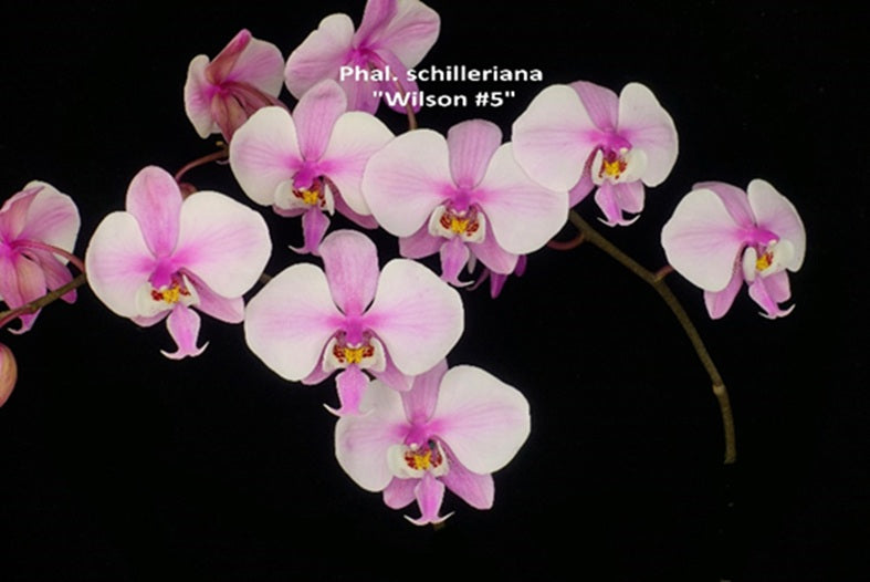 Phalaenopsis schilleriana 'Wilson #5'