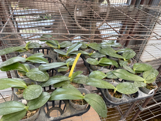 BMW666 Phalaenopsis gigantea var. alba 'Ta Wei' CBR/TOGA x self