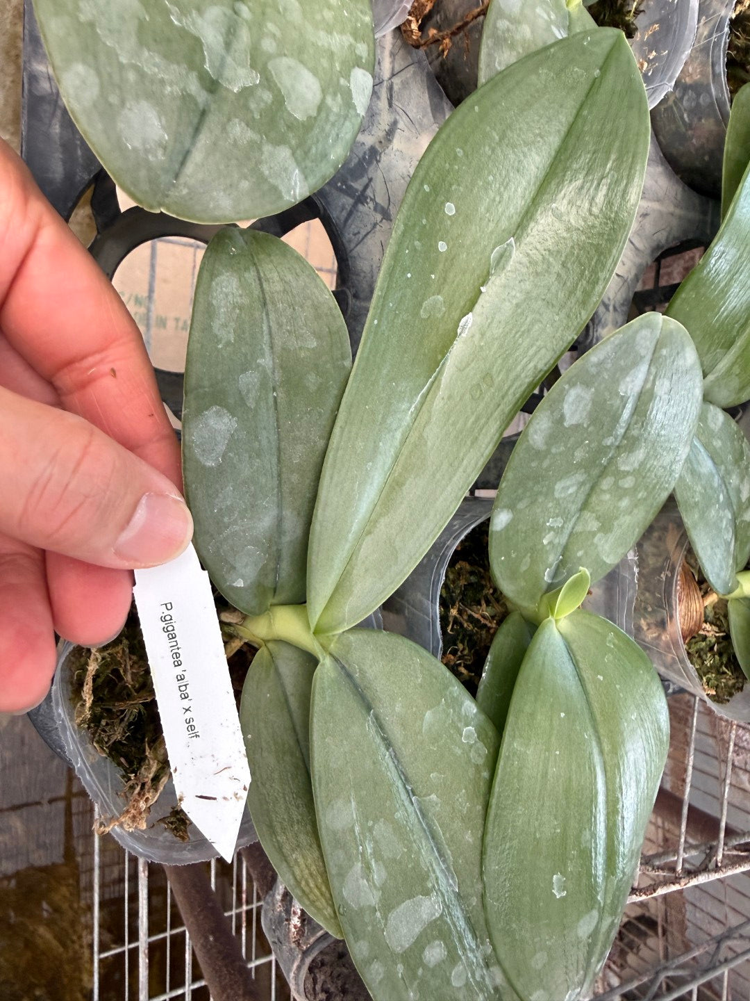 Phalaenopsis gigantea var. alba 'Ta Wei' CBR/TOGA x self
