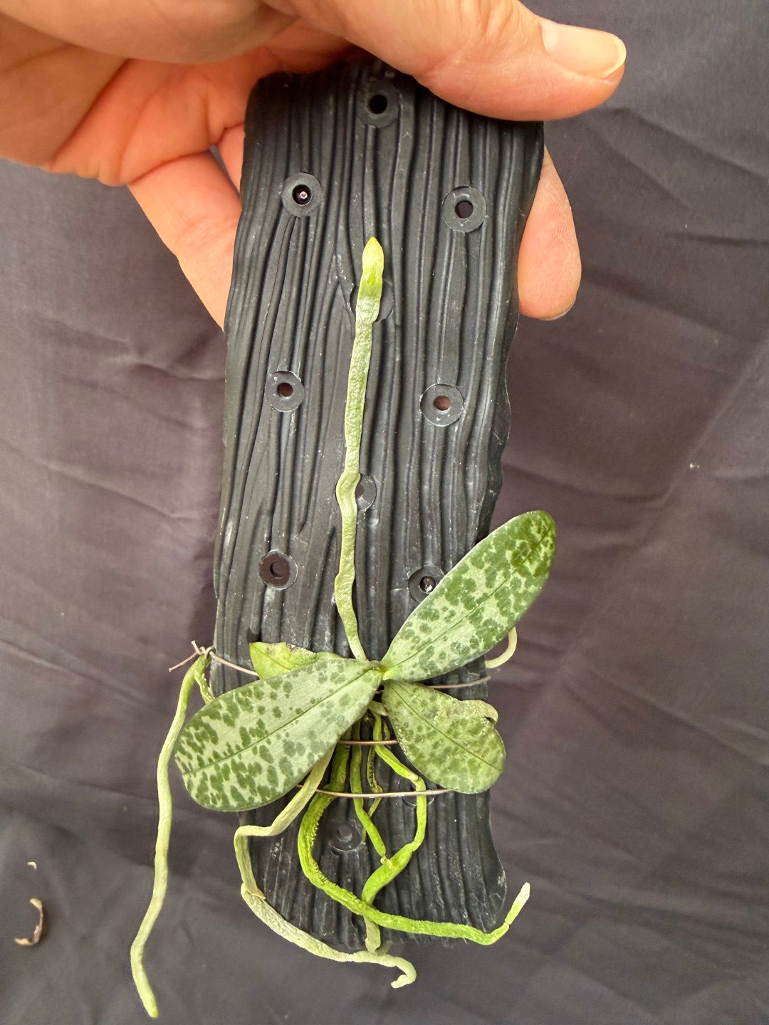 Phalaenopsis lindenii - Seed Grown.