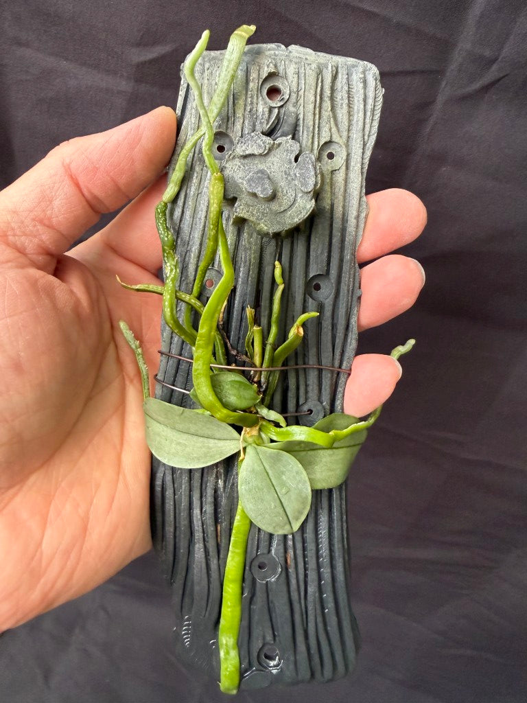 Phalaenopsis parishii - Seed Grown