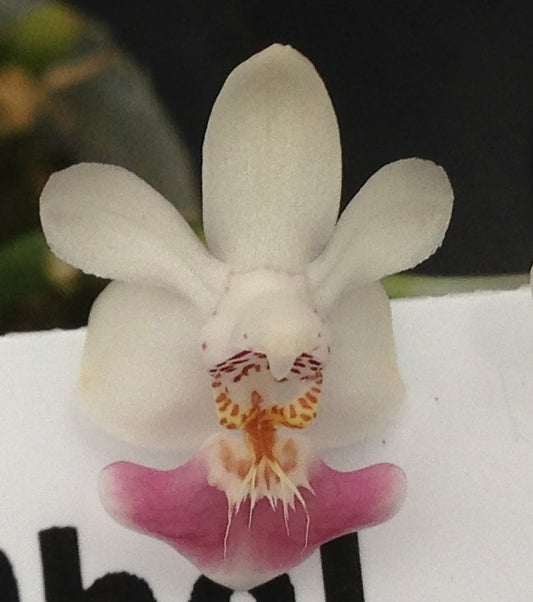 Phalaenopsis parishii - Seed Grown