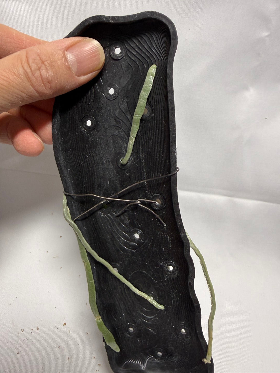 Phalaenopsis parishii - Seed Grown