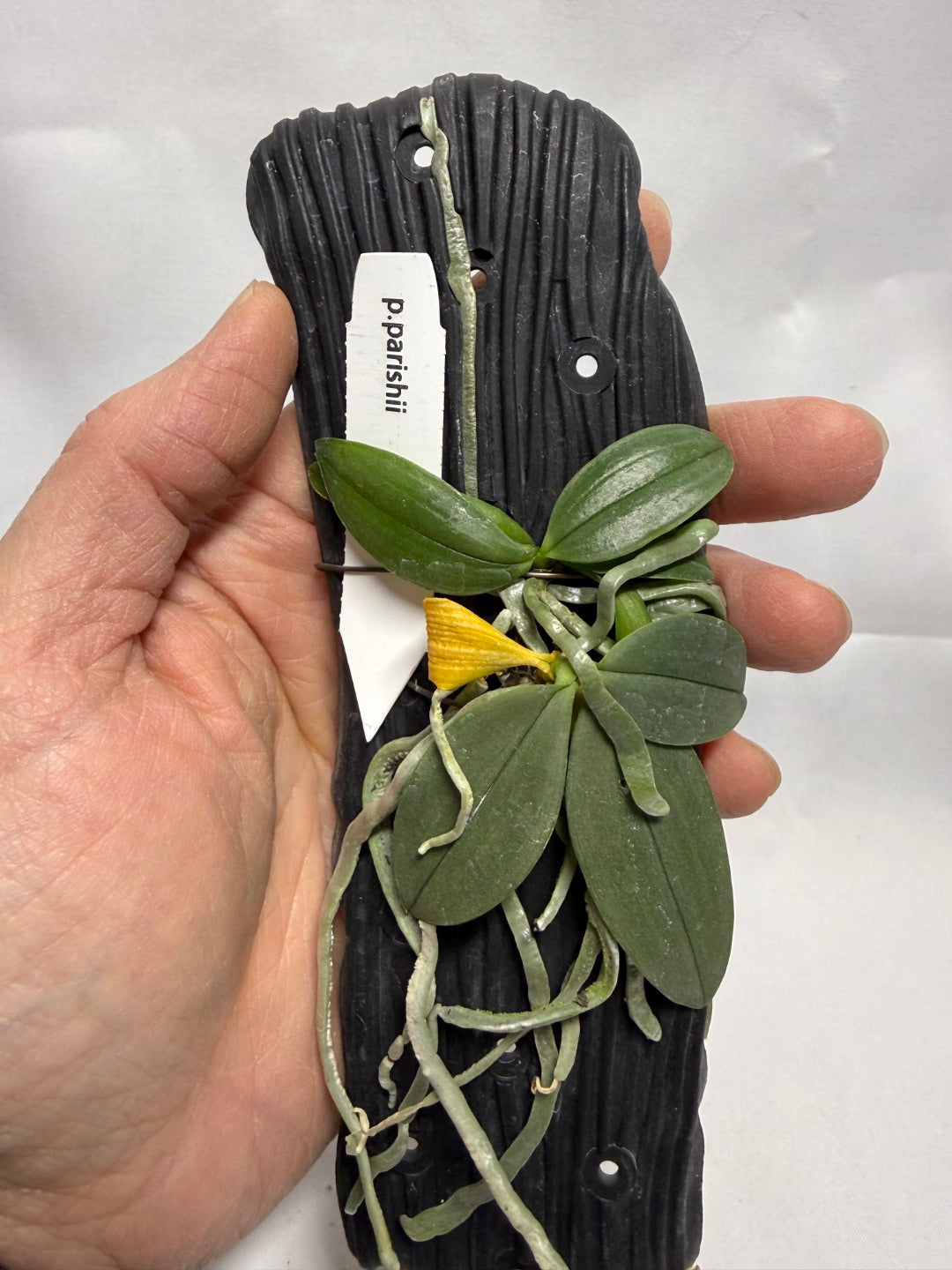 Phalaenopsis parishii - Seed Grown