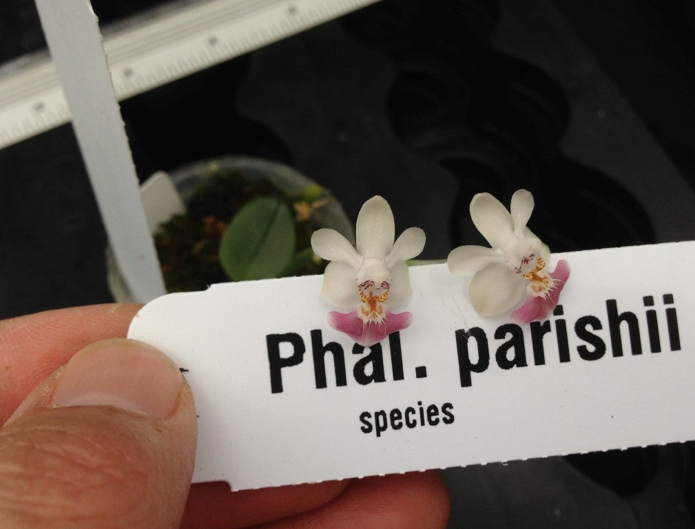 Phalaenopsis parishii - Seed Grown